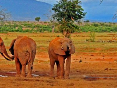 9 Days Adventure Kenya Safari