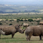 Aberdare national park