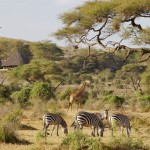3 Days Amboseli flying safari