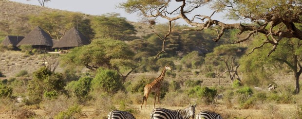 3 Days Amboseli flying safari