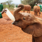 Daphne Sheldrick Elephant suntuary