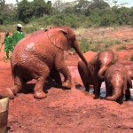 Daphne Sheldrick Elephant Orphanage