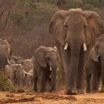 Daphne Sheldrick Elephant Orphanage