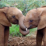 Daphne Sheldrick Elephant Orphanage