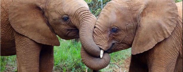 Daphne Sheldrick Elephant Orphanage