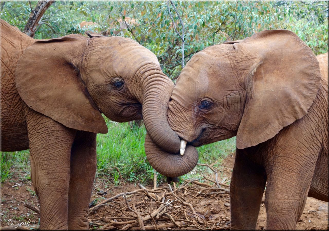 Daphne Sheldrick Elephant Orphanage • Hansel Travel 
