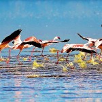 Lake Nakuru National Park 1