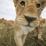 Masai Mara Game Reserve 3