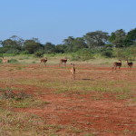 Tsavo west National Park2