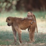 Tsavo west National Park4