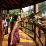 giraffe centre 3