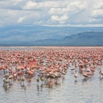 Lake Nakuru National Park2