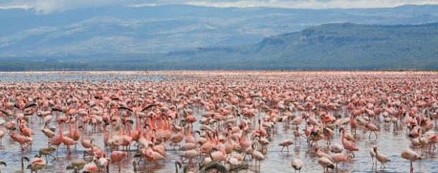 Lake Nakuru National Park2