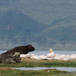 Lake Nakuru National Park3