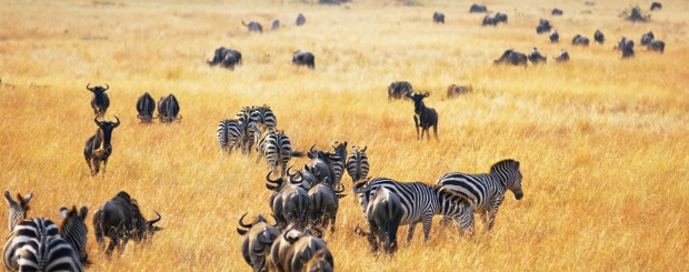 lake manyara zebra