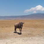 Tarangire – Lake Manyara & Ngorongoro Crater