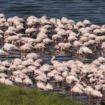 Tarangire – Lake Manyara & Ngorongoro Crater