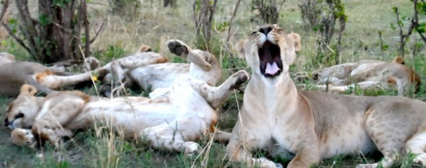 Tarangire – Lake Manyara & Ngorongoro Crater