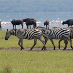 Lake Nakuru National Park4