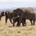 3 days join -in safaris masai mara