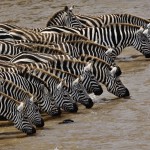 3 Days Ngorongoro L.Manyara safari