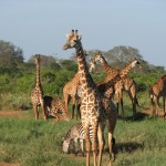 Tsavo west National Park3